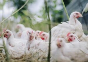 Primeiro caso de gripe aviária é confirmado em Goiás; aves de subsistência foram afetadas