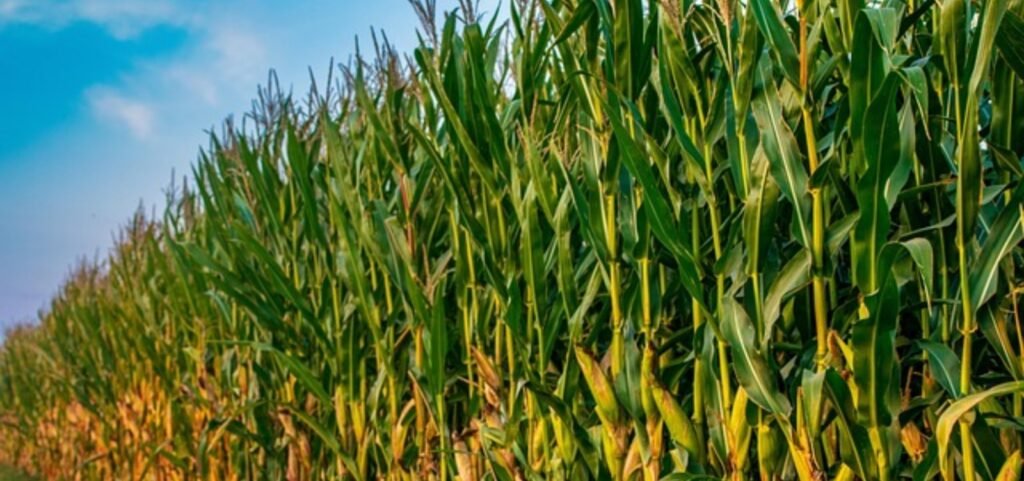 Conflito entre EUA e Irã pode afetar exportações brasileiras de milho e soja