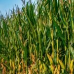 Conflito entre EUA e Irã pode afetar exportações brasileiras de milho e soja