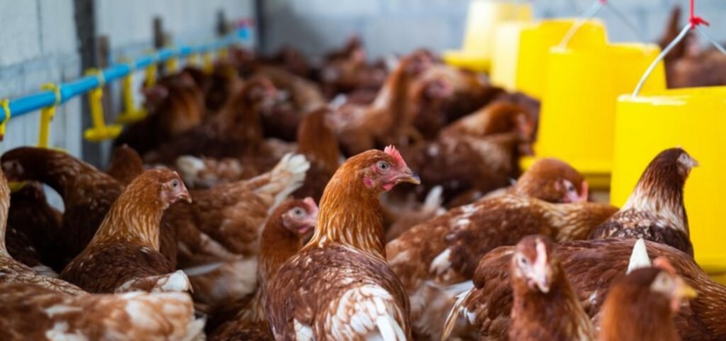 Argentina confirma terceiro caso de gripe aviária em granja comercial