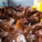 Argentina confirma terceiro caso de gripe aviária em granja comercial