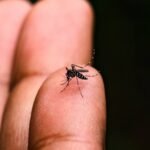 Brasil registra queda de 75% dos casos de dengue; registros de malária também diminuíram