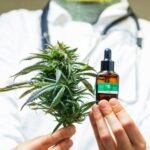 Anvisa libera exportação de produtos à base de cannabis medicinal produzidos no Brasil