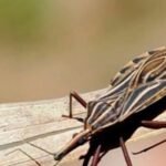 Anvisa publica registro de medicamento utilizado para tratamento de doença de Chagas