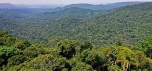 Amazônia registra menor desmatamento desde 1985