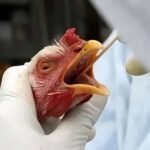 México suspende importação de frango brasileiro após foco de doença em Santa Catarina