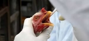 México suspende importação de frango brasileiro após foco de doença em Santa Catarina