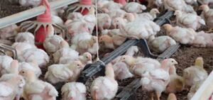 Brasil confirma segundo caso de Newcastle em criação comercial de aves em Santa Catarina