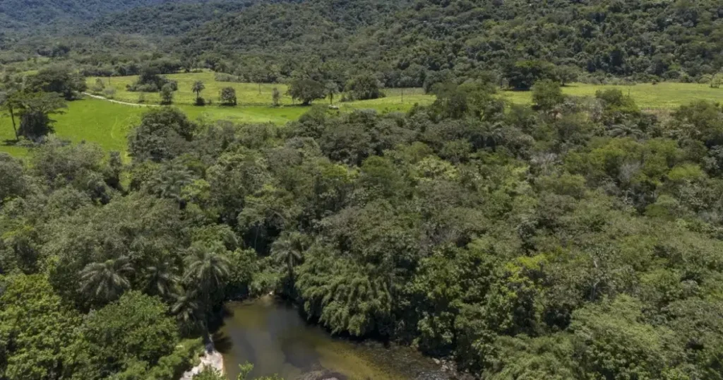 Brasil diminui em 43% área de vegetação nativa fragmentada