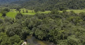 Brasil diminui em 43% área de vegetação nativa fragmentada